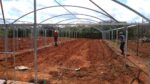 ESTUFA AGRICOLA MODELO PREMIUM 6 X 12 X 2