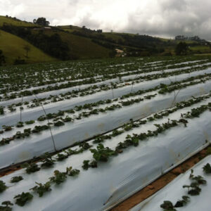 MULCHING PRETO - 1,60 X 0,025 X 1000M - GINEGAR