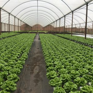 Estufa Agrícola Light 2 - 8 x 21 x 3,20m