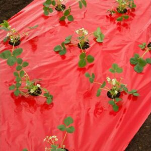 MULCHING PRETO/VERMELHO NEGREIRA 1,60 X 1000M