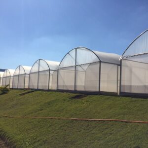 Estufa Agrícola Light 2 - 8 x 30 x 3,20m