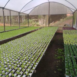 Estufa Agrícola Light 2 – 8 x 15 x 3,20m